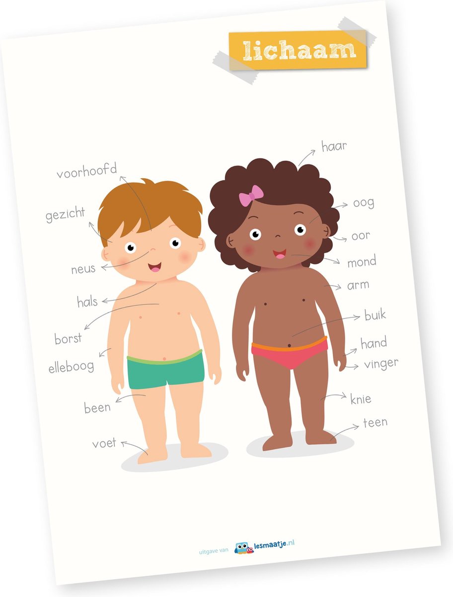 Lesmaatje.nl | Educatieve poster | Lichaam
