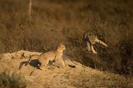 Twee gevlekte servals spelen en springen op een rotsachtige heuvel.