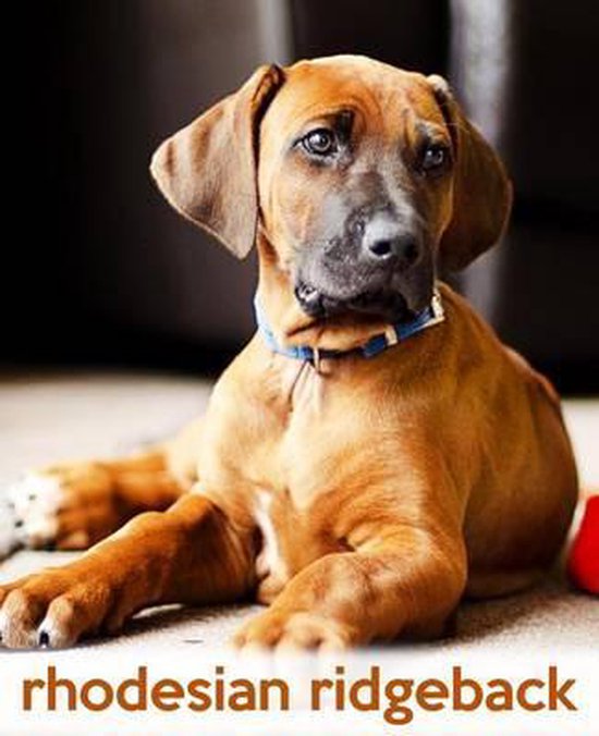 Rhodesian Ridgeback, Todayspetpublishing 9781494888671 Boeken