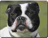 Staffordshire Bull Terrier  Muismat