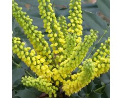 Mahonia Media 'Winter Sun' - Mahonia|Druifstruik 30-50 cm in pot