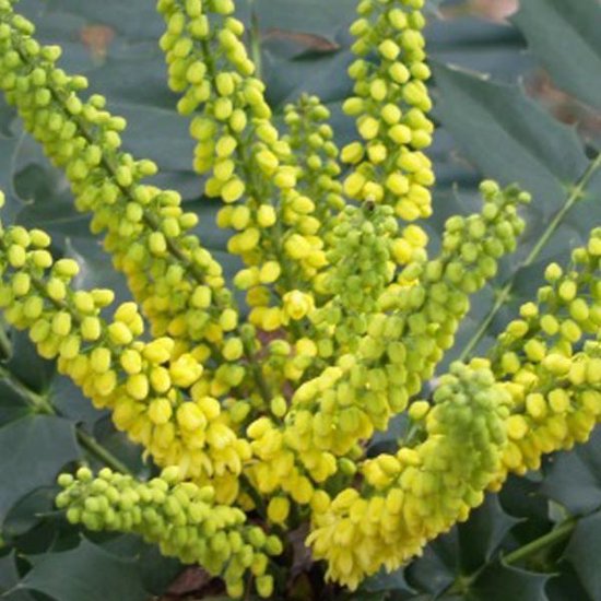 Arborix Mahonia Media 'Winter Sun' - Druifstruik - Wintergroen - 30-50 cm