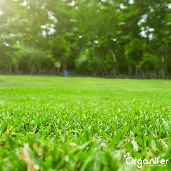 Een uitgestrekt groen gazon met bomen op de achtergrond, met zonnestralen.