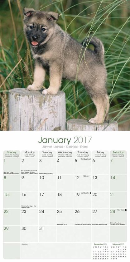 Elandhond Kalender - 2017 |