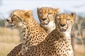 DP® Diamond Painting pakket volwassenen - Afbeelding: Drie luipaarden - 60 x 90 cm volledige bedekking, vierkante steentjes - 100% Nederlandse productie! - Cat.: Dieren - Wilde dieren