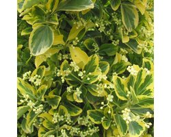 Euonymus Japonicus 'Aureus' (= 'Luna') - Japanse Kardinaalsmuts 40-50 cm pot - De Stralende Japanse Kardinaalshoed voor je Tuin