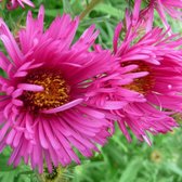 6 x Aster Nova Angliae 'Andenken An Alma Potschke' - Herfstaster pot 9x9 cm, roze bloemen en langbloeiend