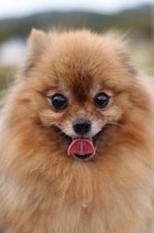 Composition Book: Pomeranian