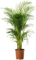 Areca Dypsis Lutescens palm 95cm↑ Potmaat Ø19cm Kamerplant