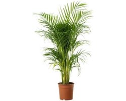 Areca Dypsis Lutescens palm 95cm↑ Potmaat Ø19cm Kamerplant