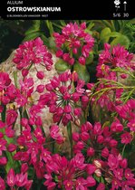 50 x Allium Ostrowskianum