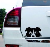 Autosticker: Glurende Border Collie