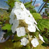 Hydrangea Quercifolia 'Snow Queen' - Eikenblad hortensia - 30-40 cm pot: Struik met witte bloempluimen en blad dat lijkt op eikenblad.