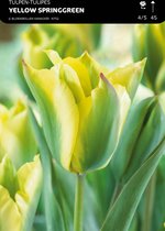 50 x Tulp Yellow Springgreen