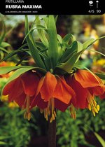 5 x Fritillaria Rubra Maxima