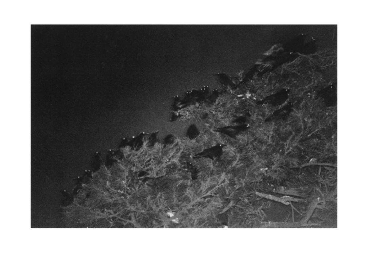 Ravens, Masahisa Fukase | 9781910164839 | Livres | bol