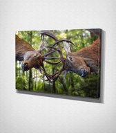 Deers Fighting Canvas | 80x120 cm