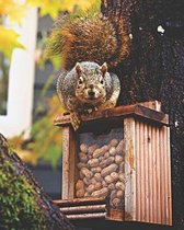 Grey Squirrel on Peanut Feeder