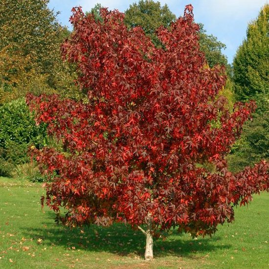 Liquidambar Styraciflua 'Worplesdon' - Copalme d'Amérique 175-200 cm en motte