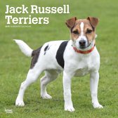 Jack Russell Terriers wandkalender - 2019
