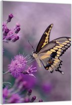 Acrylglas –Vlinder op Paarse Bloemen – 60x90cm  (Wanddecoratie op Acrylglas)