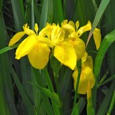 vdvelde.com - Gele Lis - Iris Pseudacorus - Voor ca. 2,5 m² - 30 losse filterplanten - Voor vijver plantenfilters - Winterharde Vijverplanten - Van der Velde Waterplanten