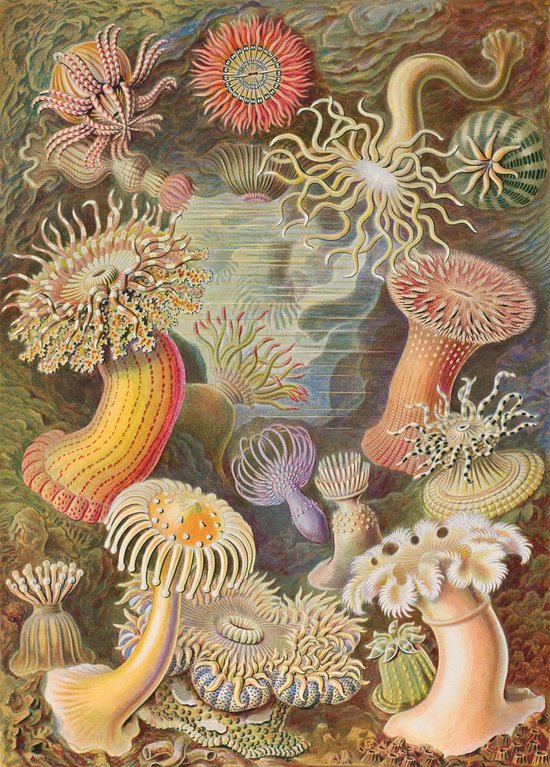 Affiche Vintage Actiniae - Peinture Ernst Haeckel - Affiche Nature - 50x70 cm