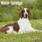 Welsh Springer Spaniel Kalender 2017 Avonside