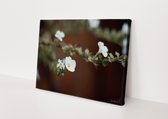 Witte Bloem | Close-up | Natuur | Stichting BY Amanda | Canvasdoek | Wanddecoratie | 60CM x 40CM | Schilderij