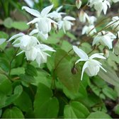 6 x Epimedium Youngianum 'Niveum' - Elfenbloem pot 9x9cm - Wit bloeiend - Schaduwplant