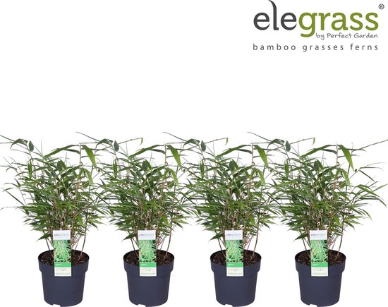 4x Fargesia Rufa - Bamboe in C1.5 liter pot met planthoogte 30-40cm | bol
