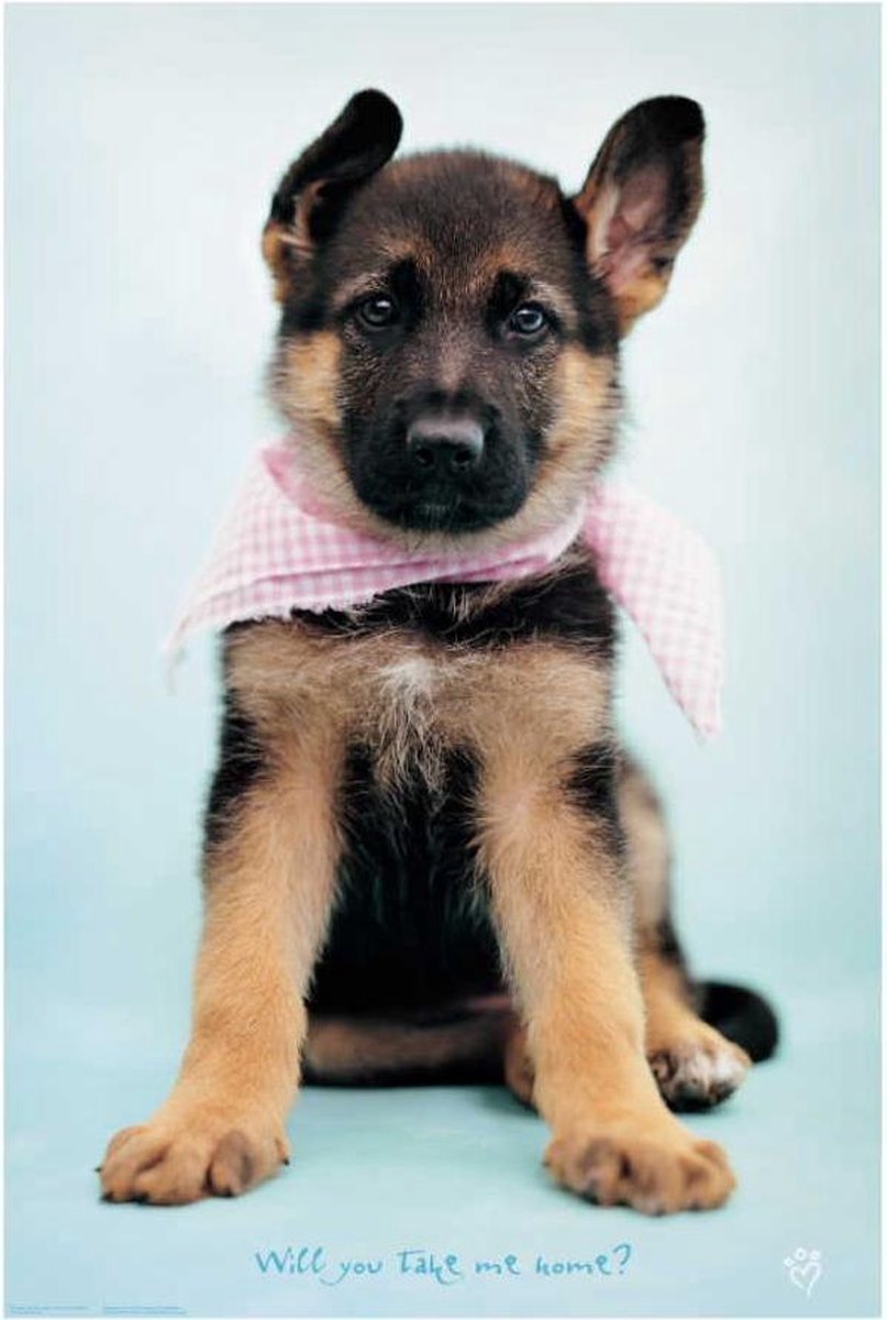 Posterpoint Herdershond poster - pup - Thomas - 61 x 91.5 cm Multi colour