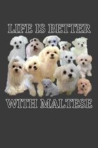 Life Is Better With Maltese