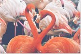 Flamingo’s | Close-up | Dieren | Tuindoek | Tuindecoratie | 90CM x 60CM | Tuinposter