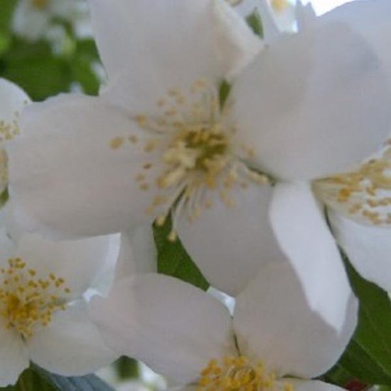 Philadelphus 'Virginal' - Seringat 'Virginal' 50-60 cm pot