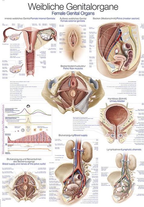 Le corps humain - Poster anatomie organes génitaux féminins (allemand / anglais / latin, film plastique, 70x100 cm)