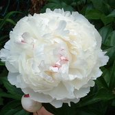 3 x Paeonia 'Shirley Temple' - Tuinpioen pot 9x9cm, weelderig en geurig bloeiend