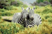 DP® Diamond Painting pakket volwassenen - Afbeelding: Zebra's 01 - 40 x 60 cm volledige bedekking, vierkante steentjes - 100% Nederlandse productie! - Cat.: Dieren - Wilde dieren