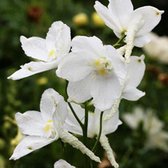 6 x Delphinium 'Casa Blanca' - Ridderspoor Pot 9x9 cm - Witbloeiende Tuinplant