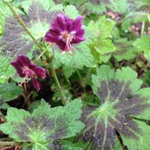 6 x Geranium Phaeum 'Samobor' - Donkere Ooievaarsbek pot 9x9cm - Schaduwminnend, paarse bloemen