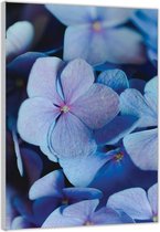 Acrylglas –Paars Blauwe Bloemen– 60x90cm (Wanddecoratie op Acrylglas)