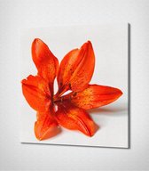 Orange Flower Canvas - 100 x 60 cm - Bloemen - Schilderij - Canvas - Slaapkamer - Wanddecoratie  - Slaapkamer - Foto op canvas