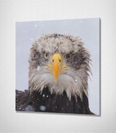 Eagle Canvas