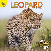 African Animals - Leopard