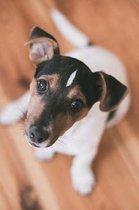 Composition Book: Jack Russell Terrier