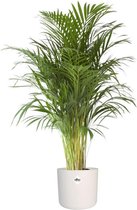 Choice of Green - 1 Areca Dypsis Palm oftewel Goudpalm - Kamerplant in Pot ⌀24 cm - in ELHO® B.FOR SOFT sierpot wit - Hoogte ↕125 cm