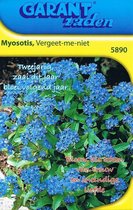 Vergeet-me-nietje zaden Myosotis (100 STUKS)