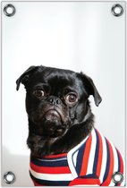 Tuinposter –Pug met Gestreept Shirt – 100x150cm Foto op Tuinposter (wanddecoratie voor buiten en binnen)