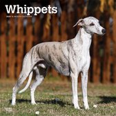 Whippets 2020 Square Wall Calendar