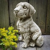 Retriever puppy - tuinbeeld - labrador - hond - golden retriever